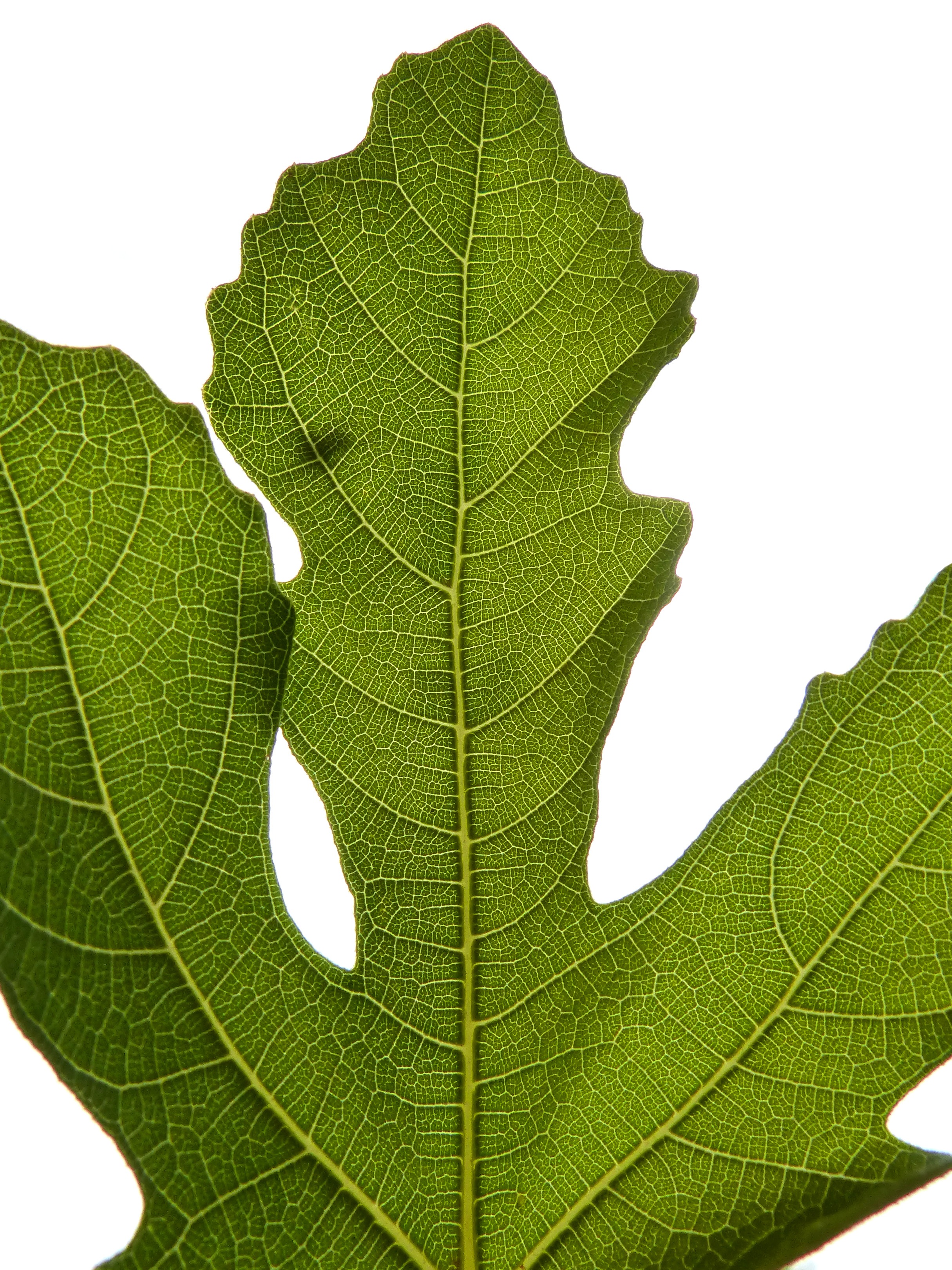 Fig Leaf