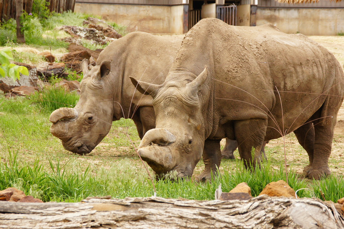 Rolling Hills Zoo