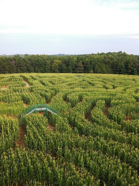 Kersey Valley Maize Adventure