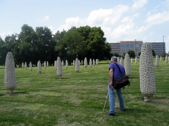 Field of Giant Corn Ears