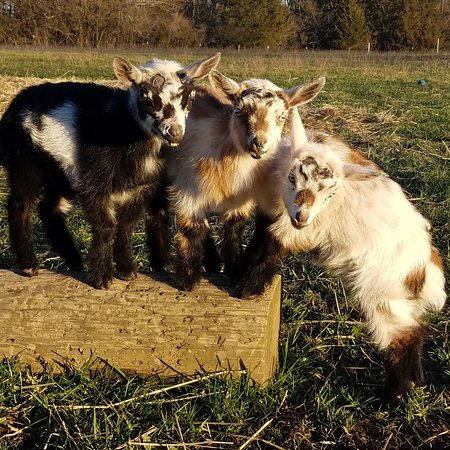 Goat Maid's Farm