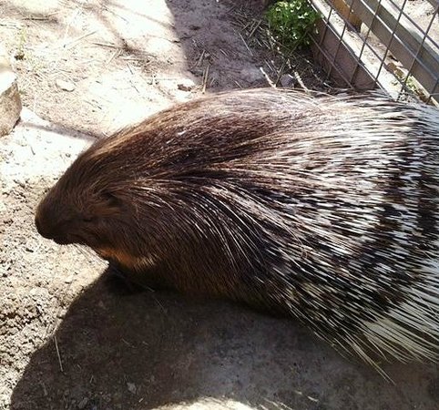 TGR Exotics Wildlife Park