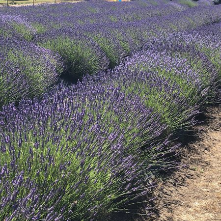 Sunshine Herb and Lavender Farm