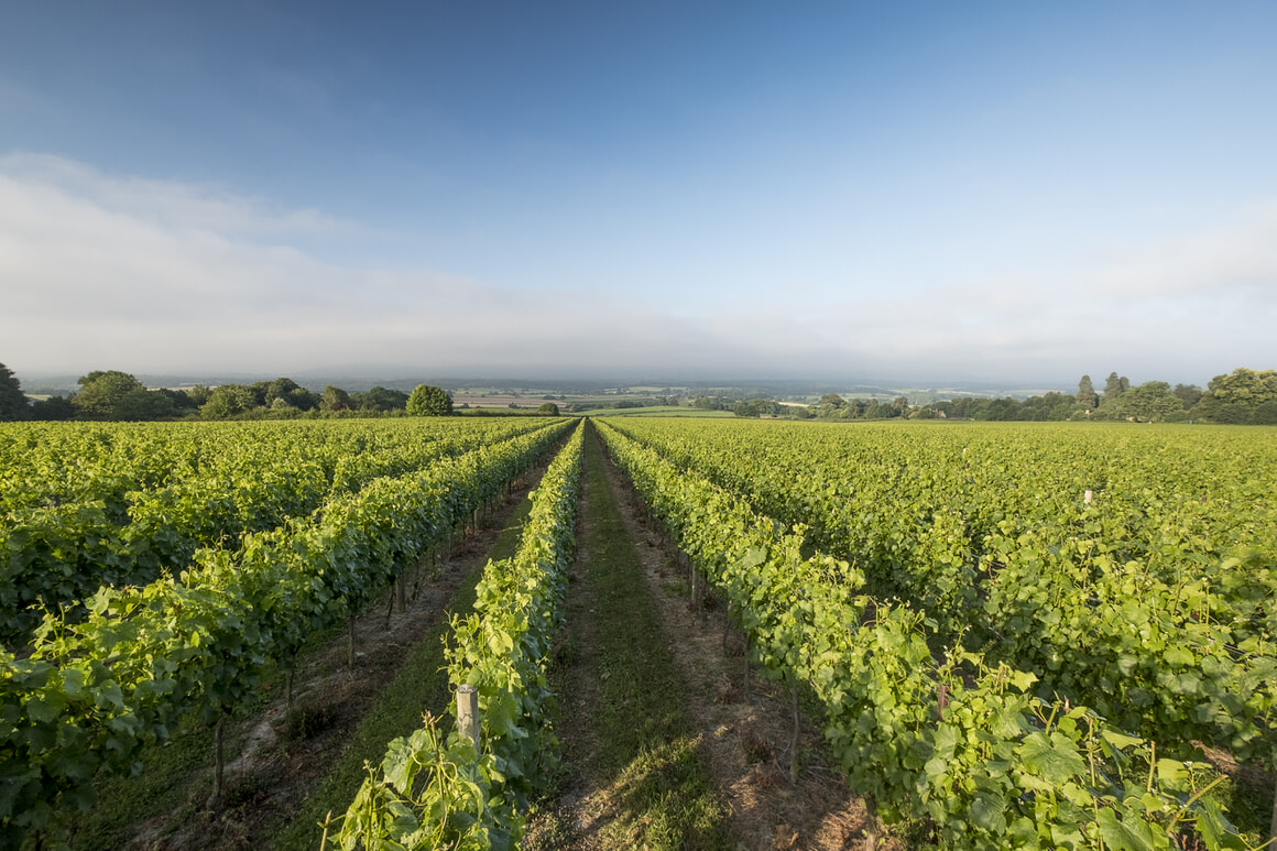 Sparks Vineyard & Winery