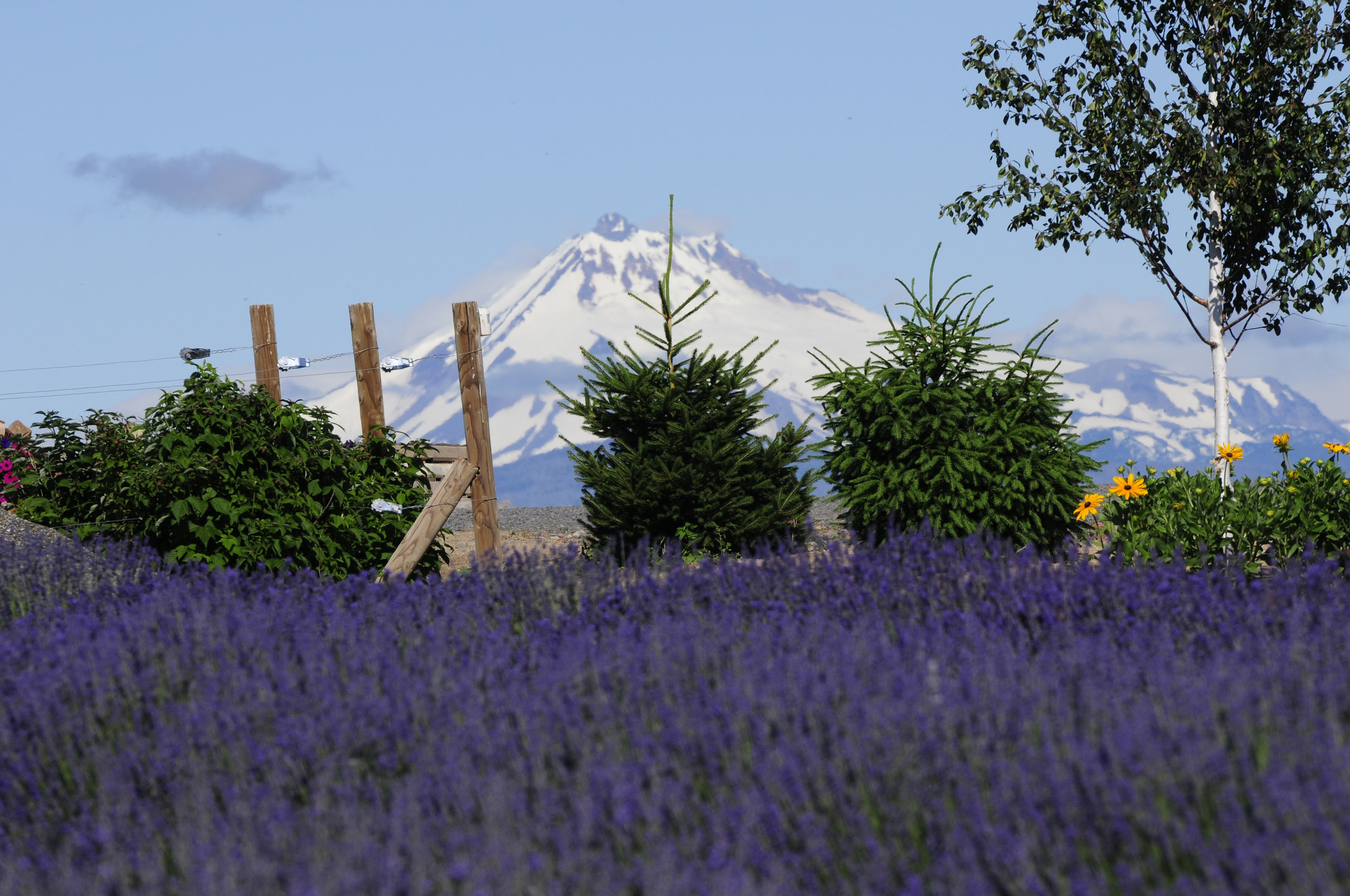 Cascade Lavender