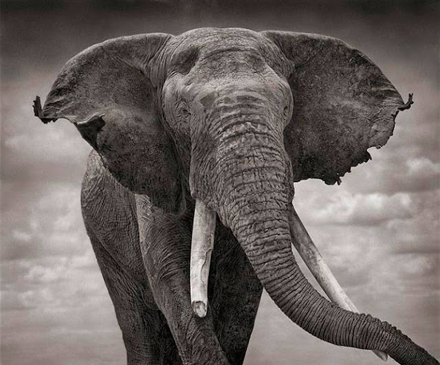 All About Elephants