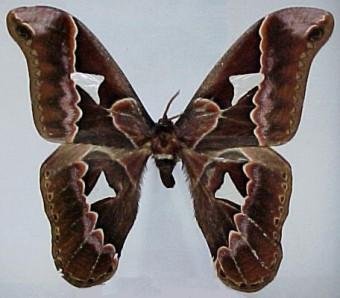 Museo Entomologico de Leon