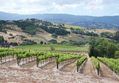 Santa Barbara Wine Region