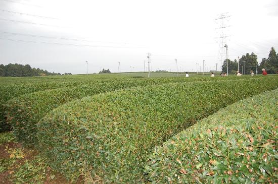 Gurinpia Makinohara