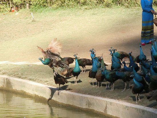 Peacock Garden, Sipsongpanna