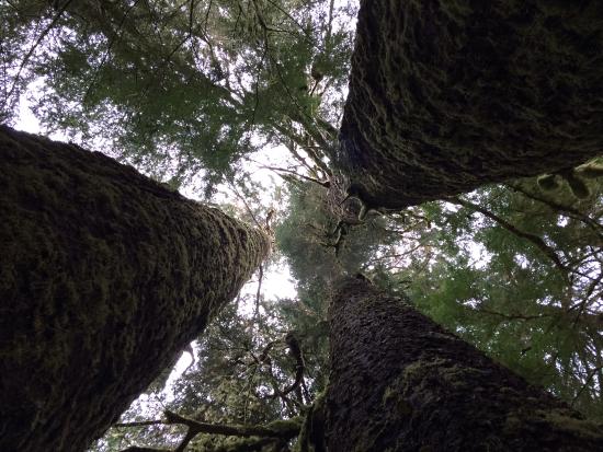 Carmanah Walbran Provincial Park