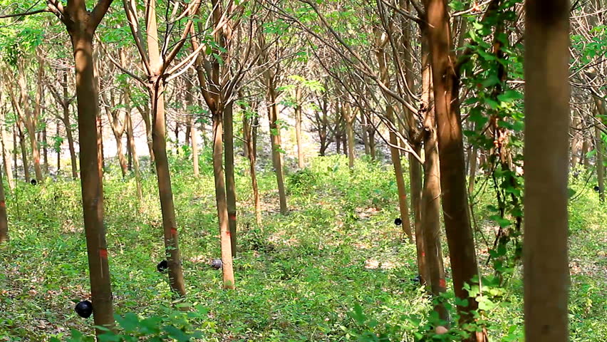 Rubber Plantation, Sipsongpanna
