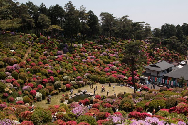 Gaoshan Azalea Garden