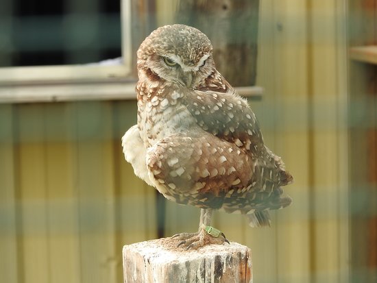 Saskatchewan Burrowing Owl Interpretive Centre