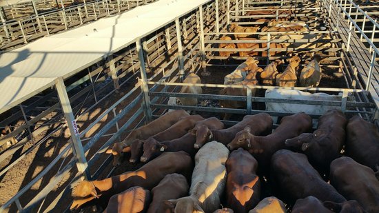 Roma Cattle Saleyards