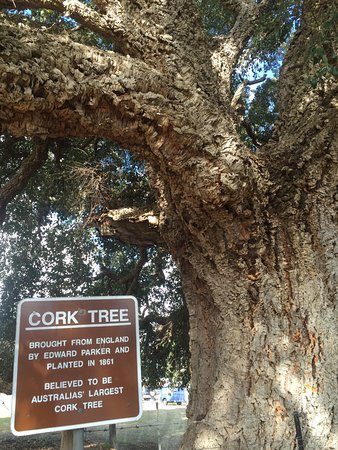 Historic Cork Tree