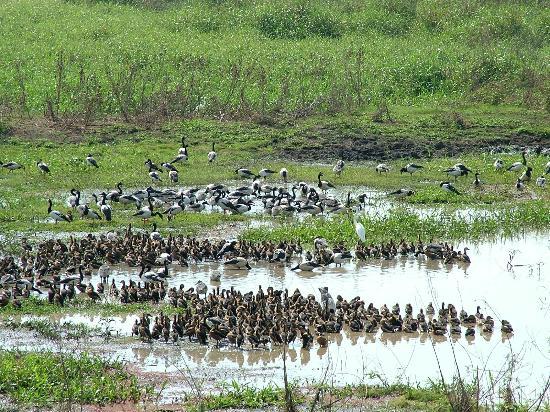Fogg Dam Conservation Reserve