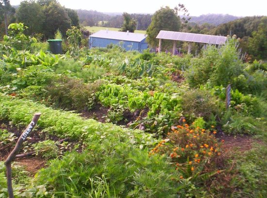 Northbank Community Garden