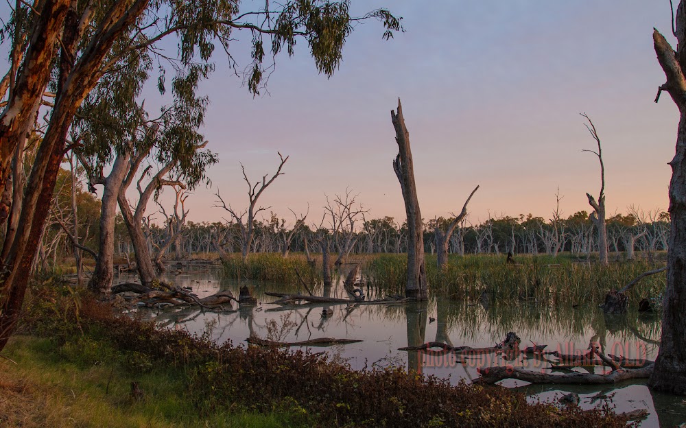 Gum Swamp & Bird Hide