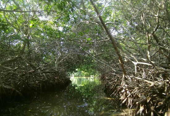 Mangrove Information Center