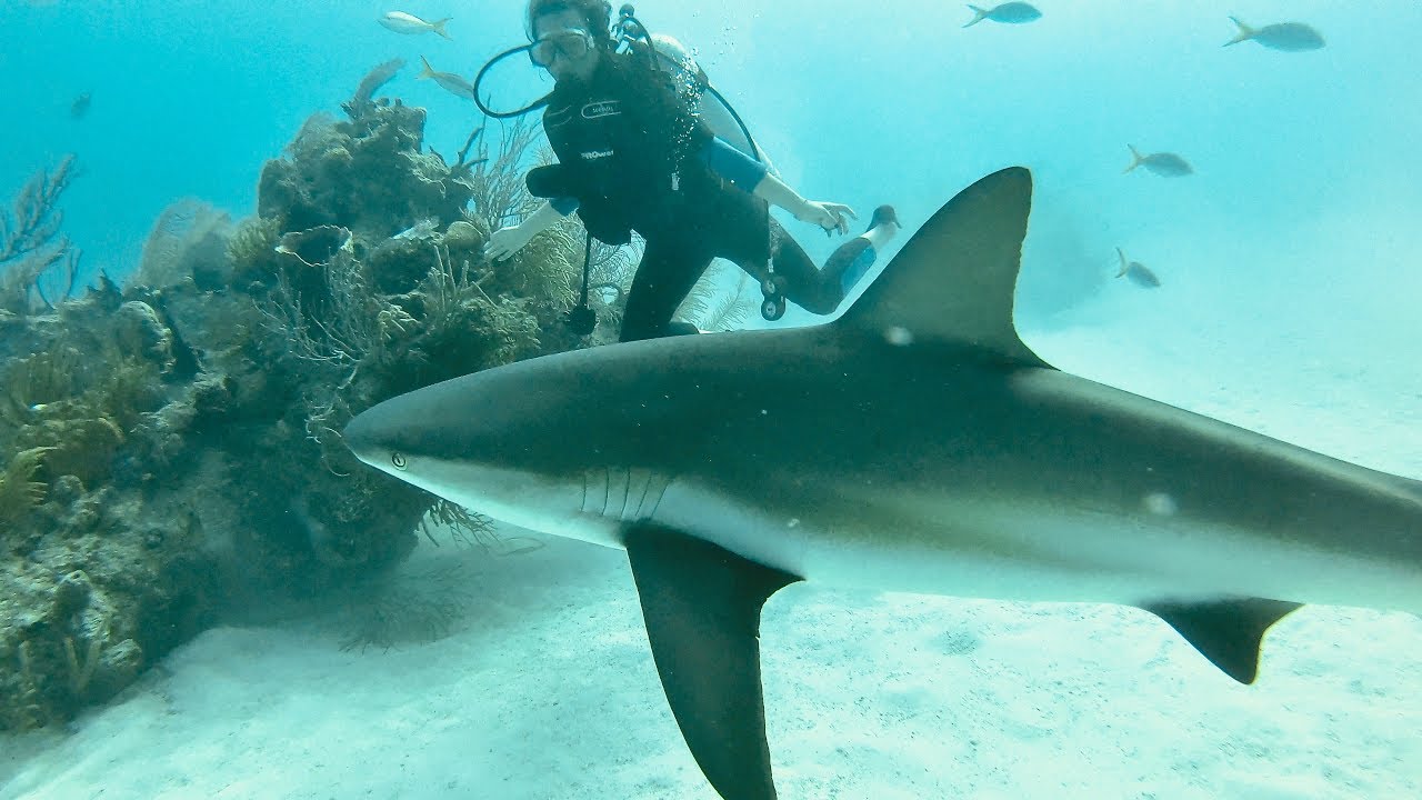 Shark Alley