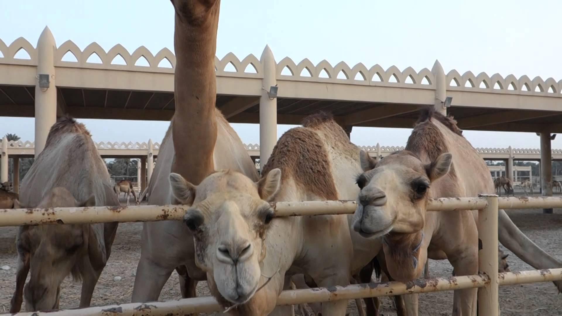 Royal Camel Farm