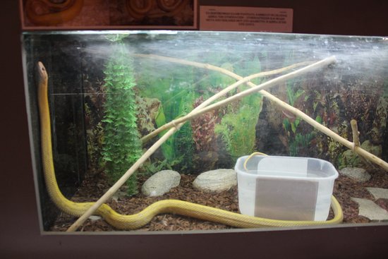 Aquarium-Reptile House