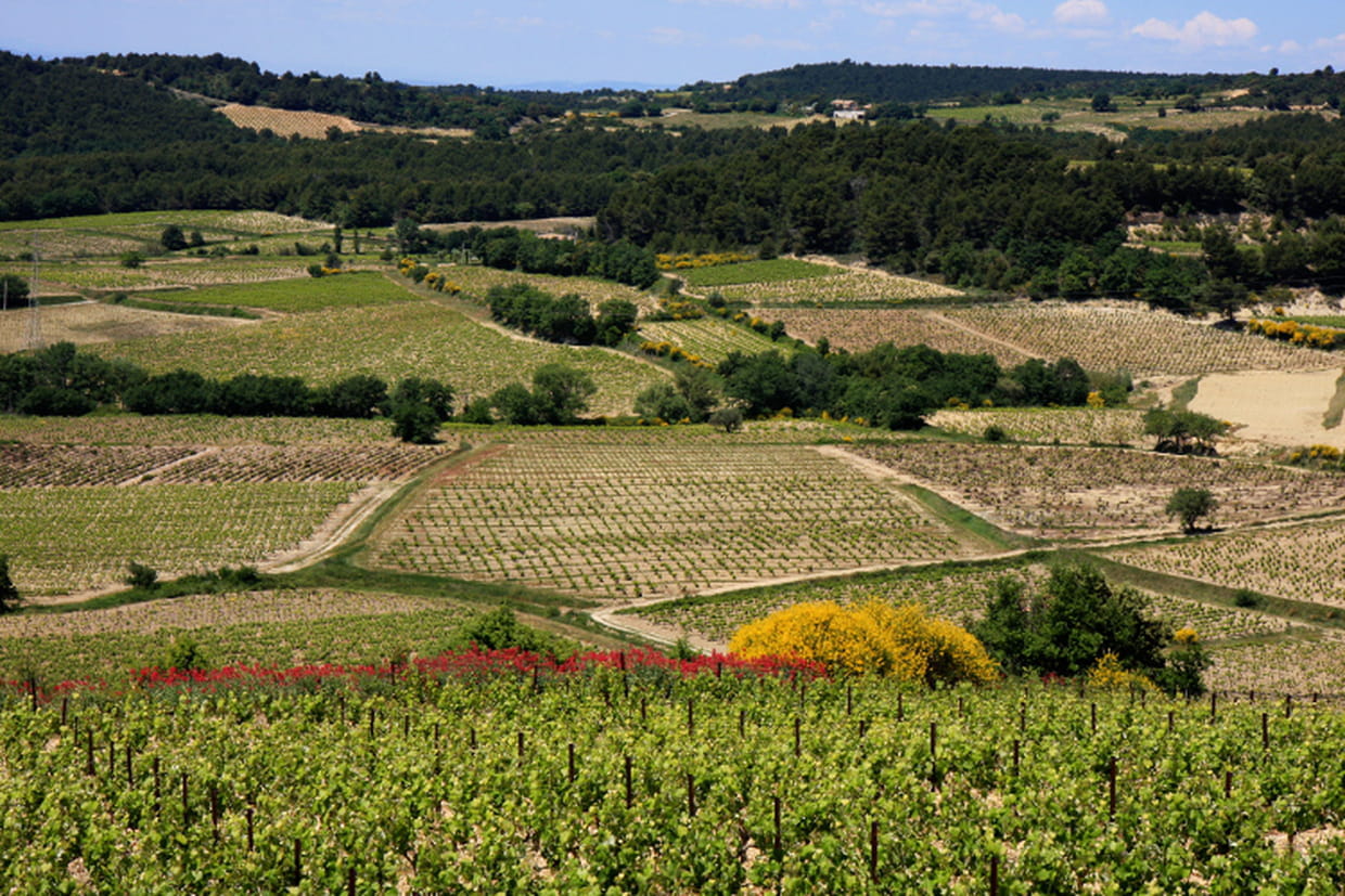 VIGNES