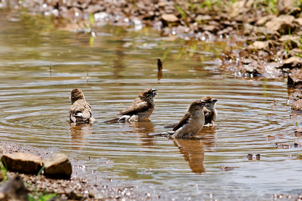 Koyna Wildlife Sanctuary