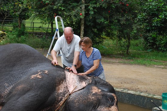Elephant Junction