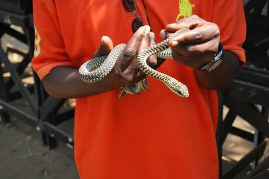 Serpents du Congo