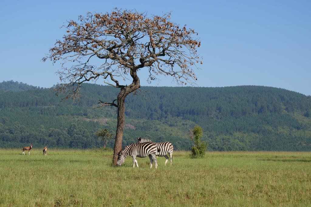Mlilwane Wildlife Sanctuary