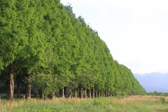 Metasequoia Namiki