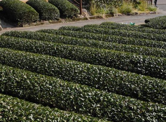 Site of Japan's First Ureshino Tea