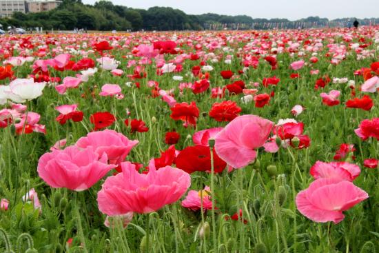 Poppy Happy Square