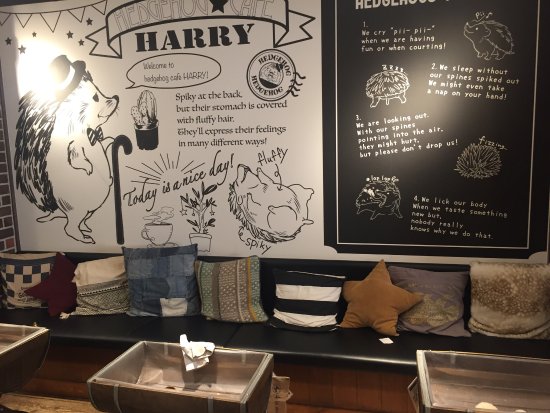 Hedgehog Cafe HARRY, Harajuku