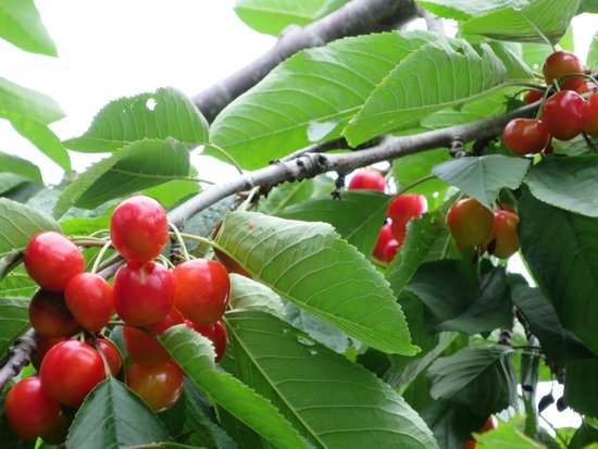 Yamamoto Fruits Farm