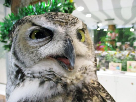 Animal Cafe Jungle Go Tanukikoji