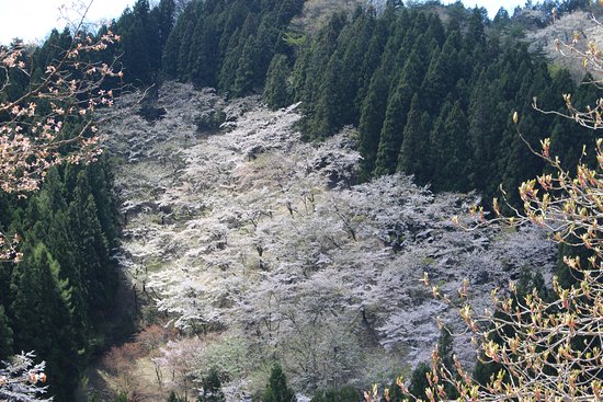 Myogisan Sakura no Sato