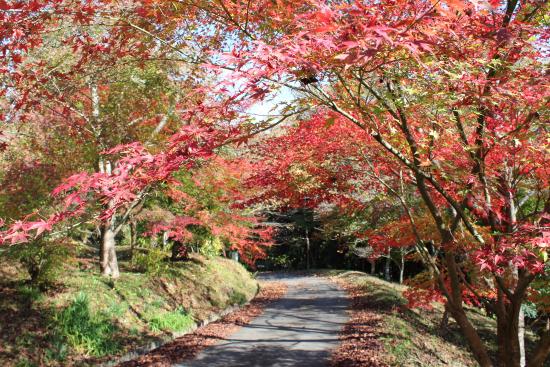 Wachisan Yaso no Forest