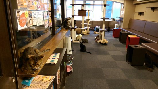 Cat Cafe Coorikuya Shinjuku 3-Chome Jungle