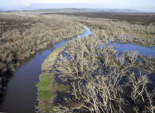 Waikato Wetlands