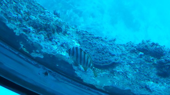 Ashizuri Underwater Aquarium