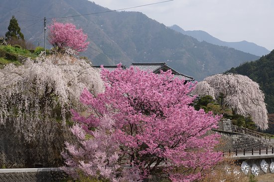 Oishike's Weeping Cherry Blossoms