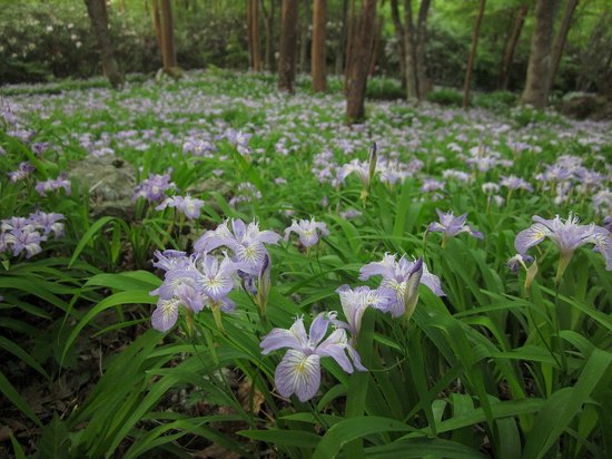 Shikokusangaku Botanical Garden Gakujin no Mori