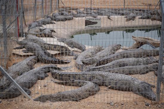 Crocoloco Crocodile Farm