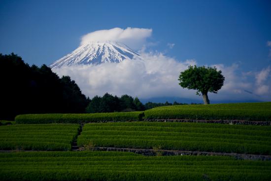 Obuchi Sasaba