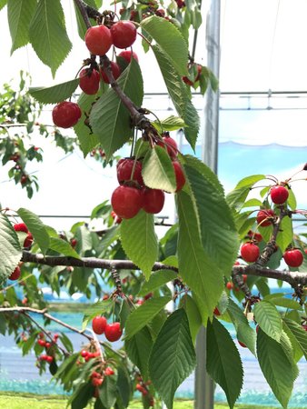 Abashiri Kanko Fruit Farm