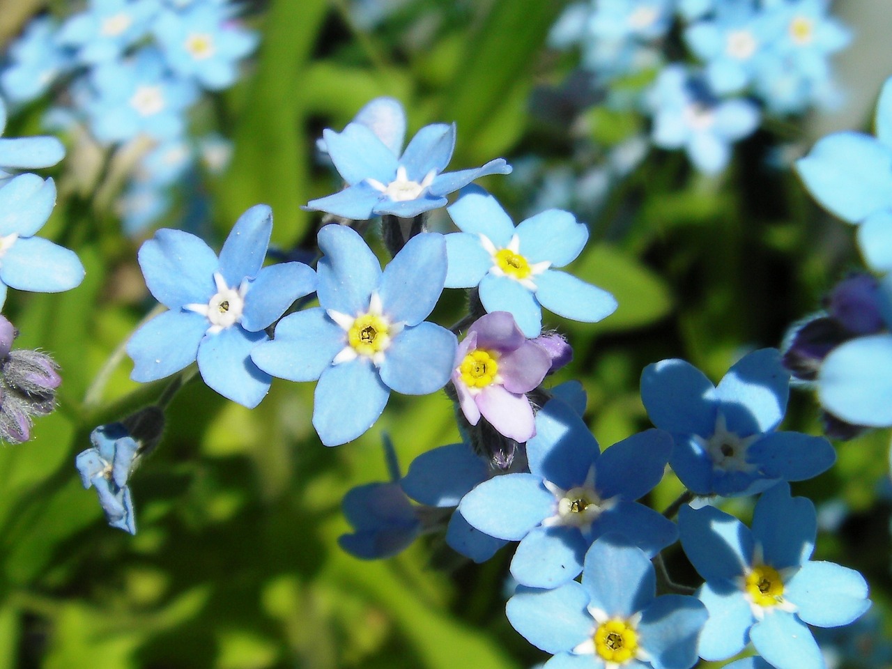 myosotis regali