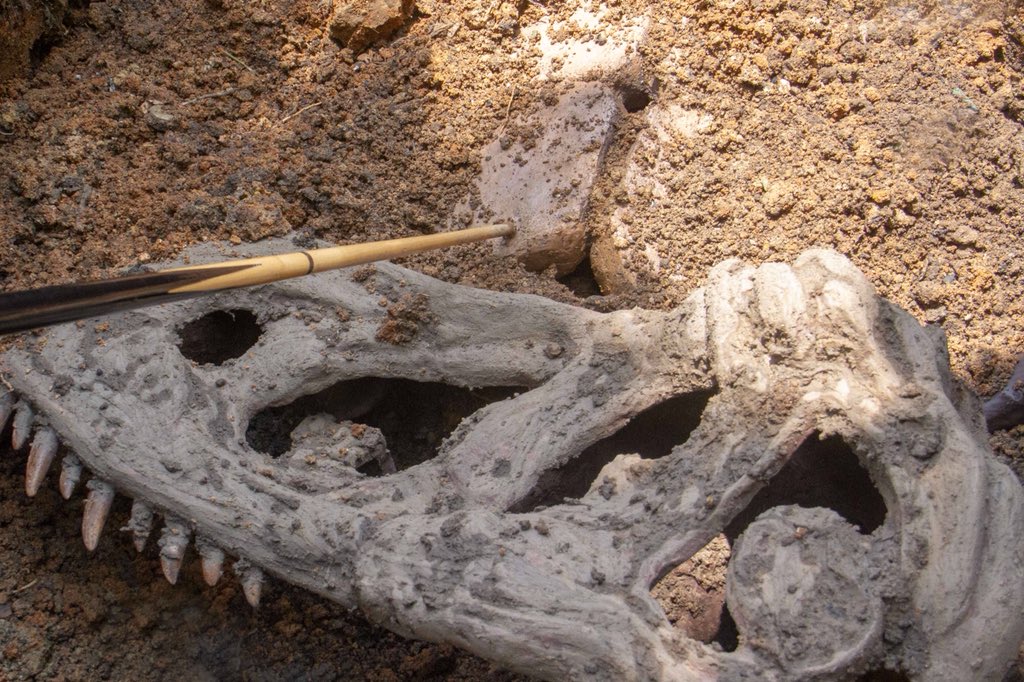 Dinosaur Fossil Excavation Site